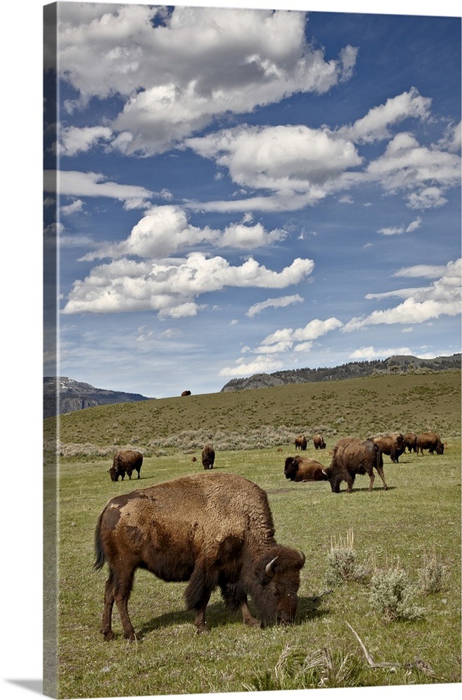 Bison cows grazing, Yellowstone National Park, Wyoming Wall Art, Canvas