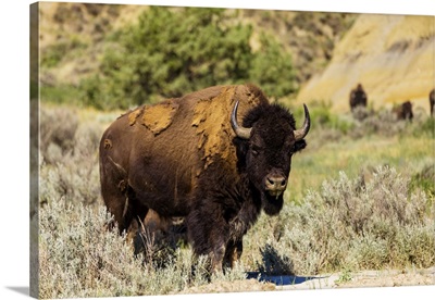 Bison Grazing Along The Theodore Roosevelt National Park North Unit, North Dakota