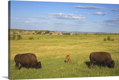 Bison, Theodore Roosevelt National Park North Unit, Watford, North Dakota