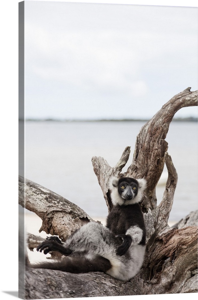 Black-and-white ruffed lemur (Varecia variegata), Lake Ampitabe, Pangalanes Lakes, Tamatave, Madagascar, Africa