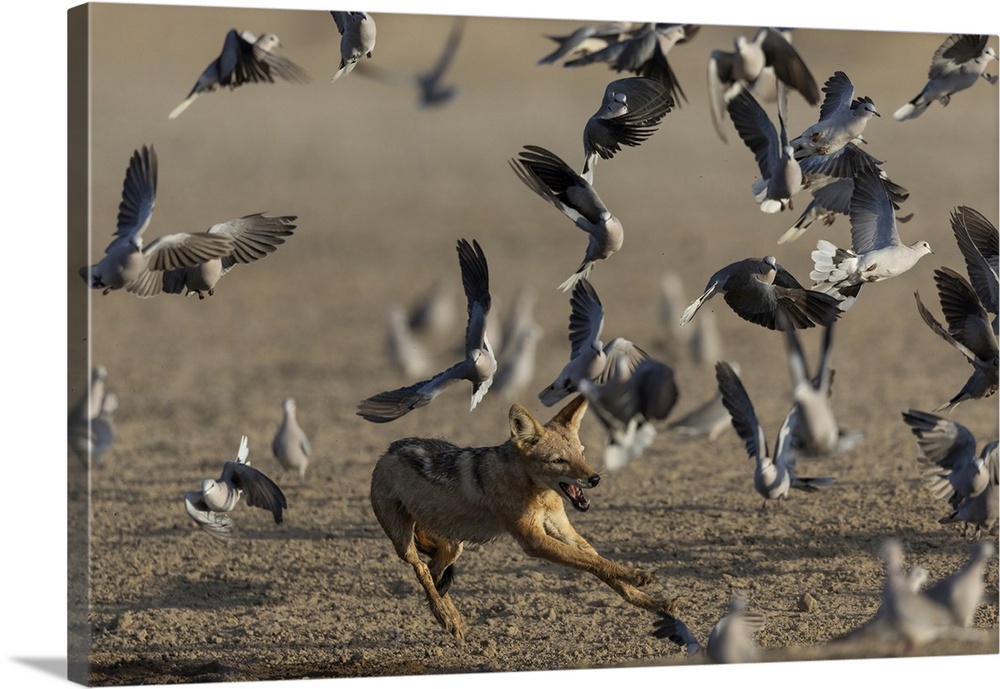 Black-backed jackal (Lupulella mesomelas) chasing ring-neck doves, Kgalagadi Transfrontier Park, Northern Cape, South Afri...