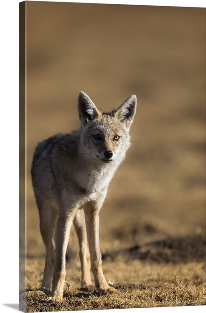 Black-backed jackal, Ngorongoro Conservation Area, Tanzania