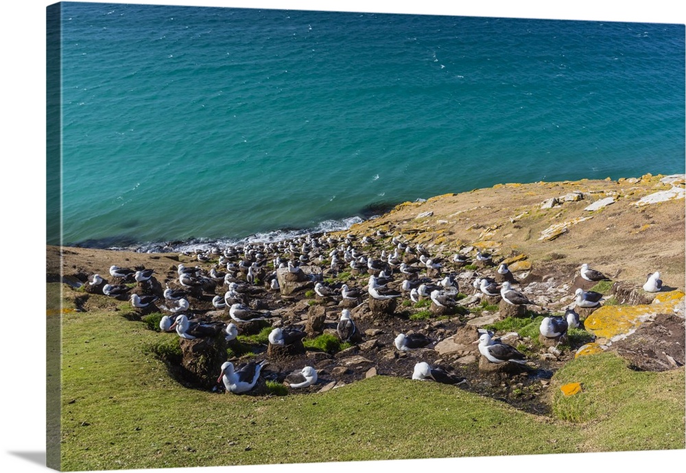 Black-browed albatross (Thalassarche melanophris) breeding colony on Saunders Island, Falkland Islands, South America