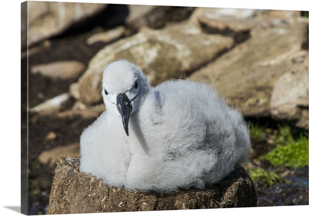 Black-browed albatross chick (Thalassarche melanophris), Saunders Island, Falklands, South America