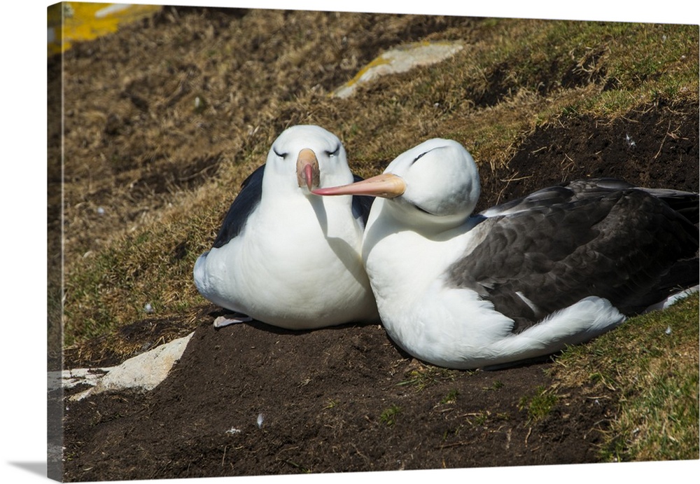Black-browed albatross (Thalassarche melanophris) love, Saunders Island, Falklands, South America