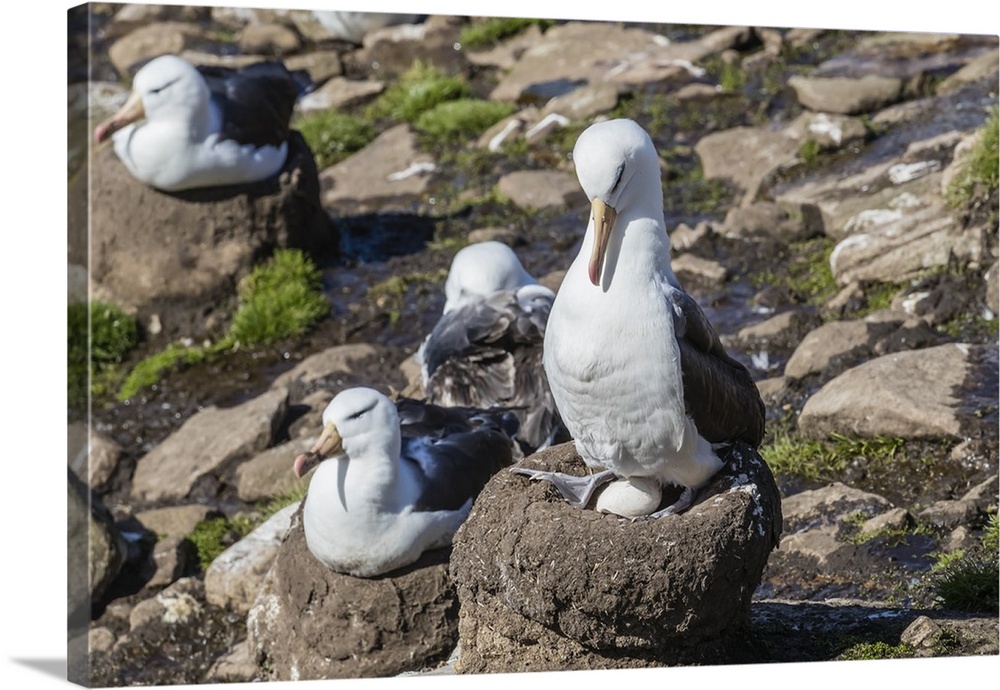 Black-browed albatross (Thalassarche melanophris) on egg in breeding colony on Saunders Island, Falkland Islands, South Am...