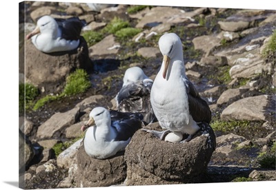 Black-browed albatross on egg in breeding colony on Saunders Island, Falkland Islands