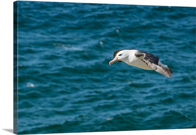 Black-browed albatross Saunders Island, Falklands