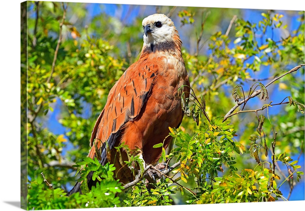 Black collared hawk (Busarellus Nigricoli), Pantanal, Mato Grosso, Brazil, South America