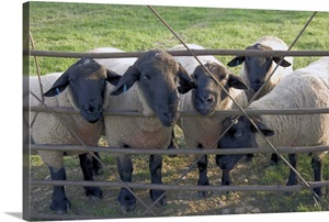Black faced sheep looking through gate, Stanway village, The Cotswolds, England image thumbnail