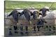 image thumbnail of Black faced sheep looking through gate, Stanway village, The Cotswolds, England