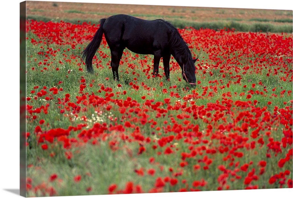 Black horse in a poppy field, Chianti, Tuscany, Italy