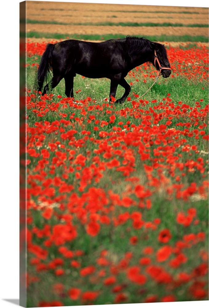 Black horse in field of poppies, Chianti region, Tuscany, Italy, Europe