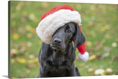 Black Labrador puppy with Christmas hat on, United Kingdom, Europe