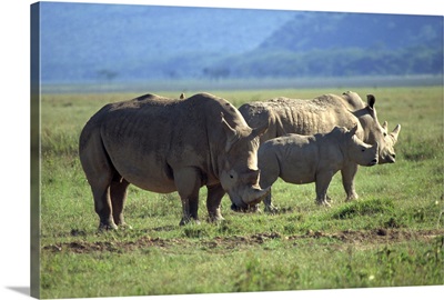 Black rhino family, Lake Nakuru Park, Kenya, East Africa