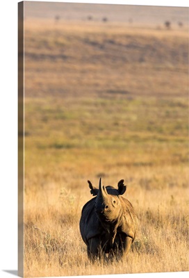 Black rhino, Lewa Wildlife Conservancy, Laikipia, Kenya, Africa