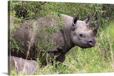 Black rhino, Masai Mara, Kenya, East Africa, Africa