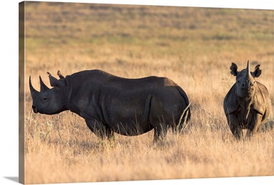 Black rhinos, Lewa Wildlife Conservancy, Laikipia, Kenya, Africa
