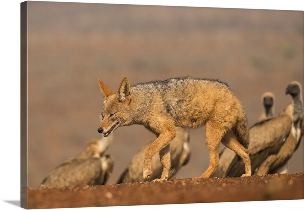 Blackbacked jackal (Canis mesomelas) with whitebacked vultures (Gyps africanus), Zimanga private game reserve, KwaZulu-Nat...