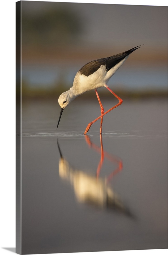 Blackwinged stilt (Himantopus himantopus), Zimanga private game reserve, KwaZulu-Natal, South Africa, Africa