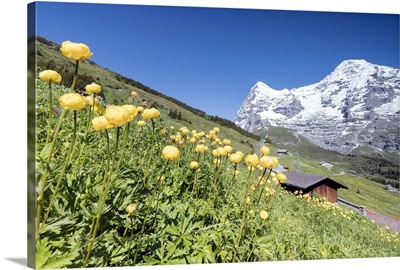 Blooming of yellow flowers framed by green meadows and snowy peaks, Switzerland