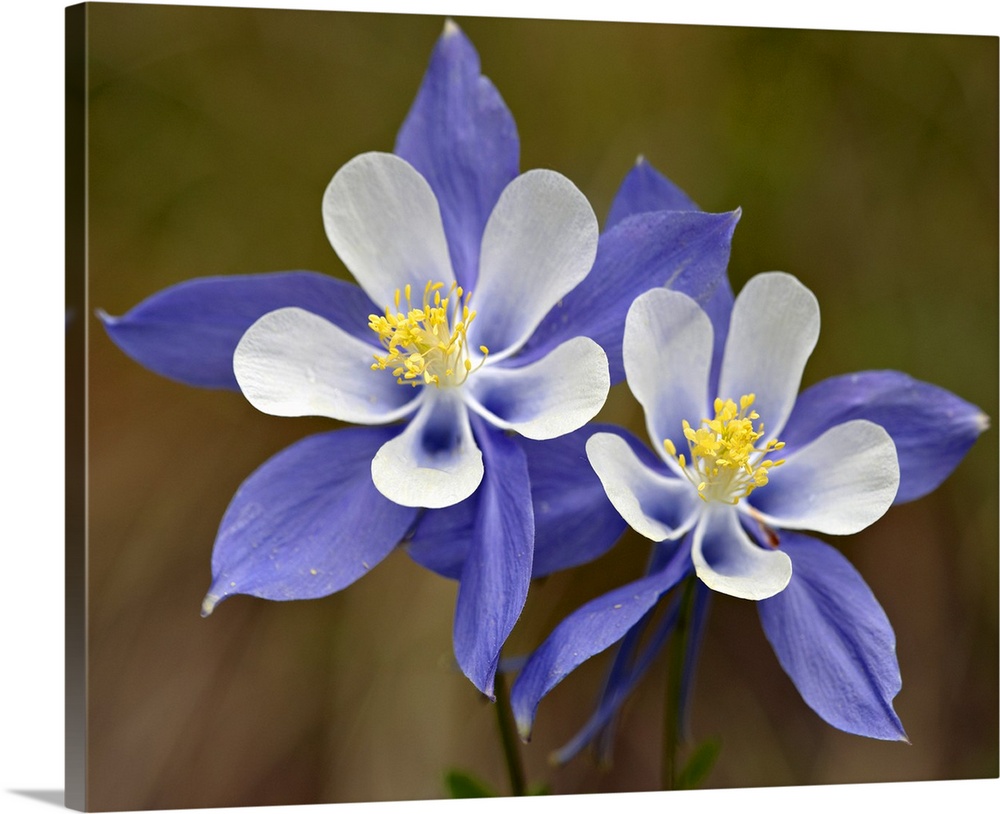 Blue columbine, Weston Pass, Pike and San Isabel National Forest, Colorado