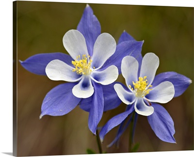 Blue columbine, Weston Pass, Pike and San Isabel National Forest, Colorado