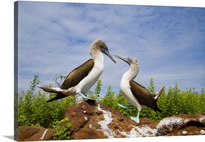 Blue-Footed Booby Courtship Behavior In The Galapagos Island Archipelago, Ecuador image thumbnail