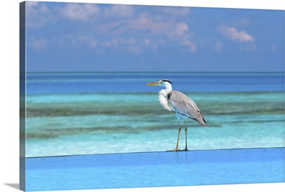 Blue heron standing in water, Maldives, Indian Ocean, Asia