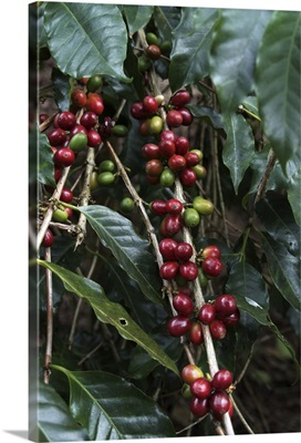 Blue Mountain coffee beans, Lime Tree Coffee Plantation, Jamaica, Caribbean