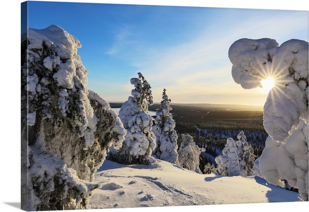 Sun and blue sky frame the the frozen tree branches in the snowy woods, Ruka, Kuusamo, Ostrobothnia region, Lapland, Finland