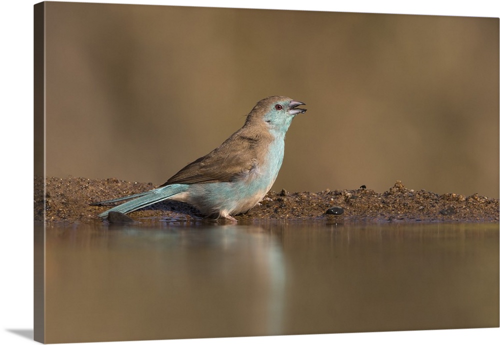 Blue waxbill (Uraeginthus angolensis), Zimanga private game reserve, KwaZulu-Natal, South Africa, Africa