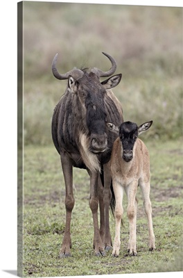 Blue wildebeest cow and calf, Serengeti National Park, Tanzania, East Africa