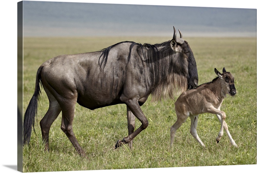 Blue wildebeest (brindled gnu) (Connochaetes taurinus) cow and days-old calf running, Ngorongoro Crater, Tanzania, East Af...