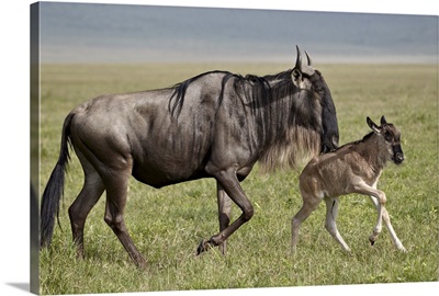 Blue wildebeest cow and days-old calf running, Ngorongoro Crater, Tanzania