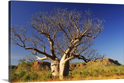 Boab tree and Cockburn Ranges, Kimberley, Western Australia, Australia