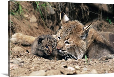 Bobcat mother with 21 day old kittens, Sandstone, Minnesota
