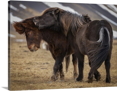 Boisterous Icelandic Horses, Snaefellsness Peninsula, Iceland