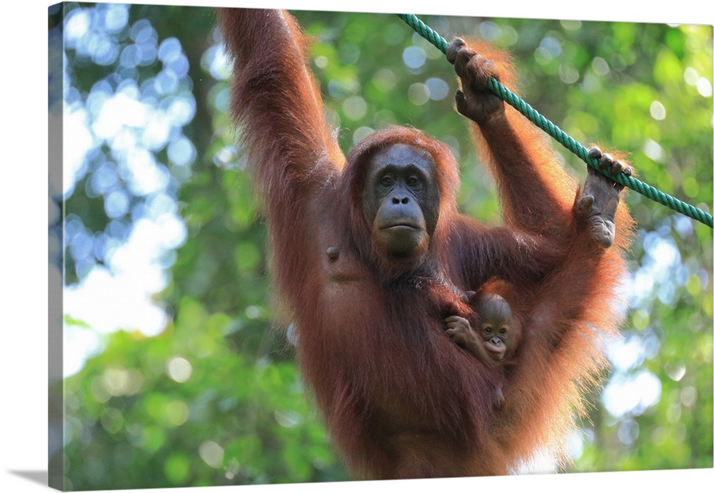 Bornean Orangutan mother and baby, Borneo, Malaysia, Southeast Asia