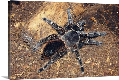 Brazilian salmon pink bird-eating tarantula