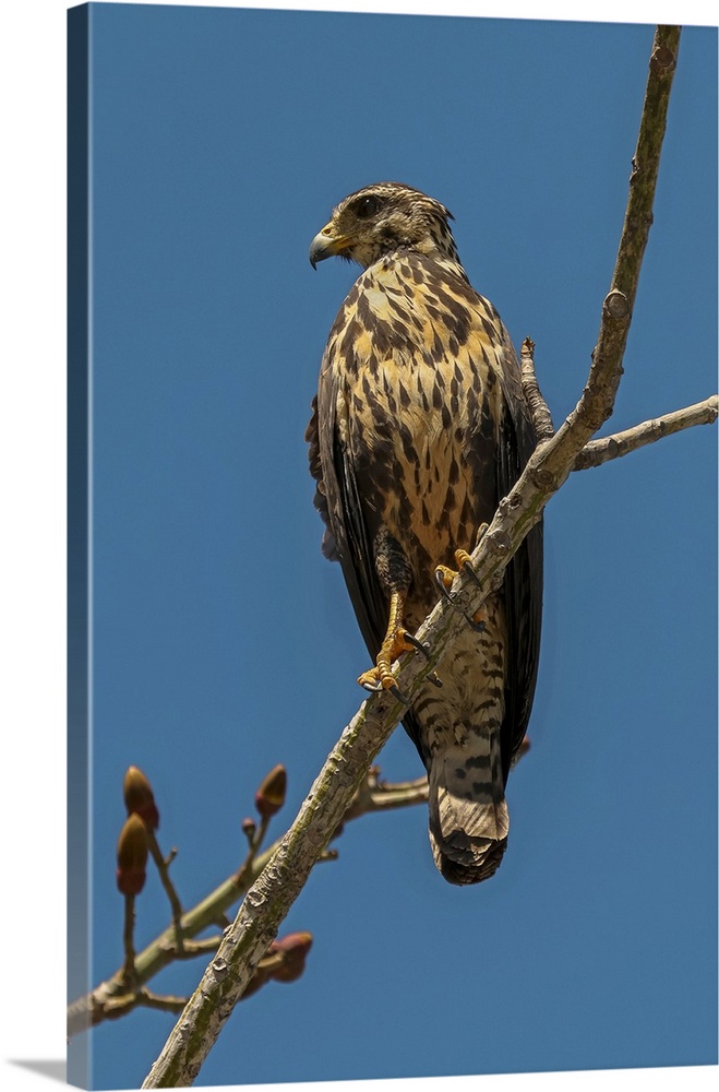 Broad-winged hawk (Buteo platypterus) small raptor, common in the Americas as far south as Brazil, Playa Garza, Nosara, Gu...