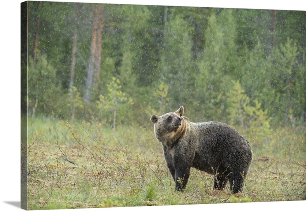 Brown bear (Ursus arctos), Finland, Scandinavia, Europe