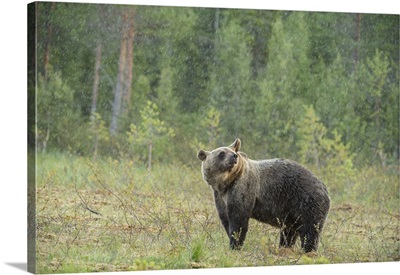 Brown bear Finland