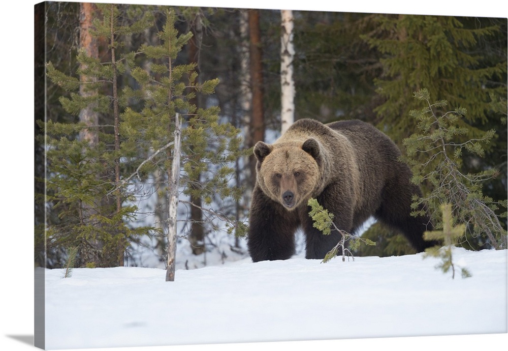 Brown Bear (Ursus arctos) during spring snowfall, Finland, Scandinavia, Europe