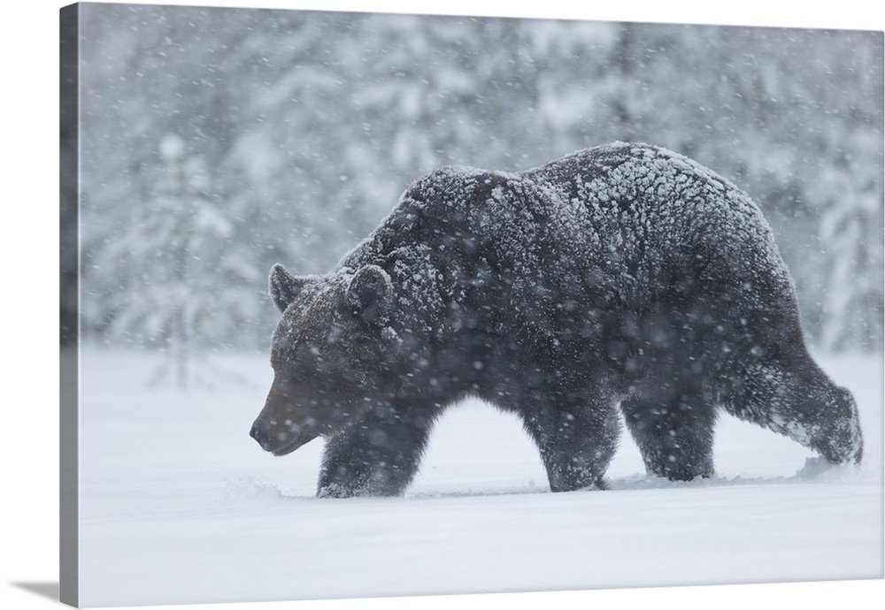 Brown Bear (Ursus arctos) during spring snowfall, Finland, Scandinavia, Europe