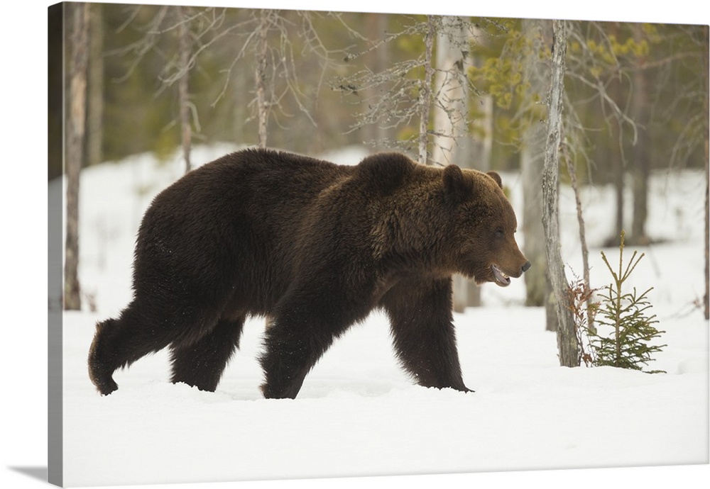 Brown Bear (Ursus arctos) during spring snowfall, Finland, Scandinavia, Europe