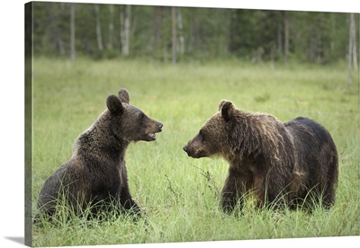 Brown Bears, Finland