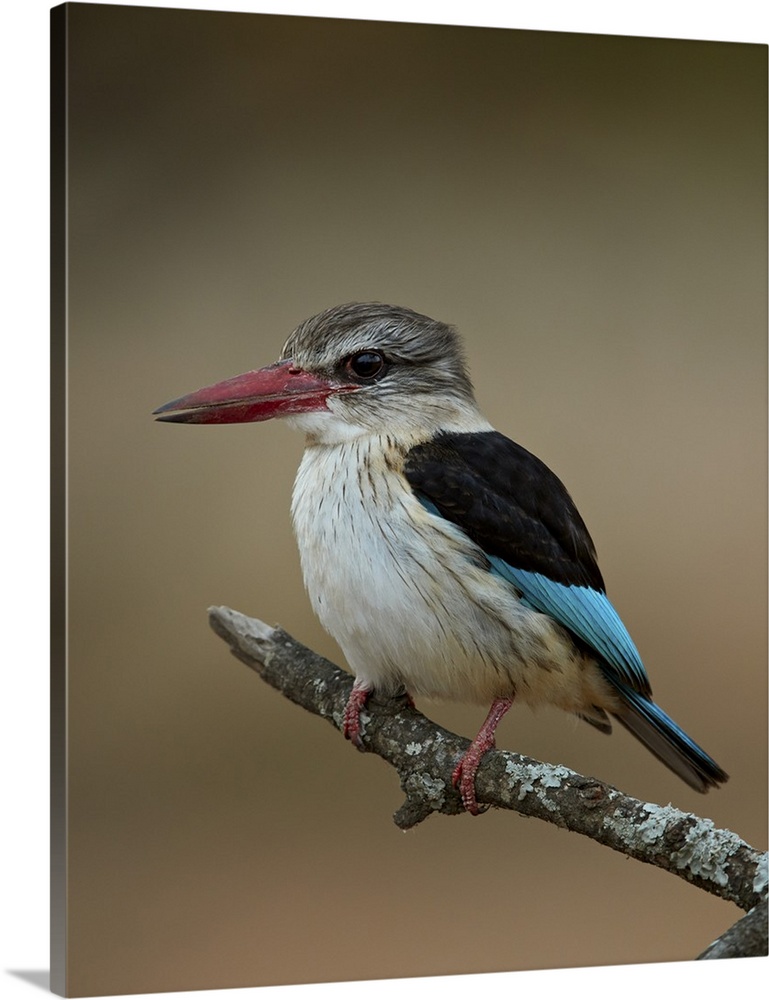 Brown-hooded kingfisher, Kruger National Park