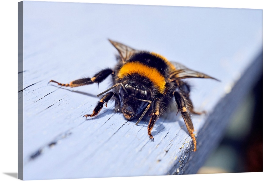 Buff-tailed bumblebee (Bombus terrestris), France, Europe