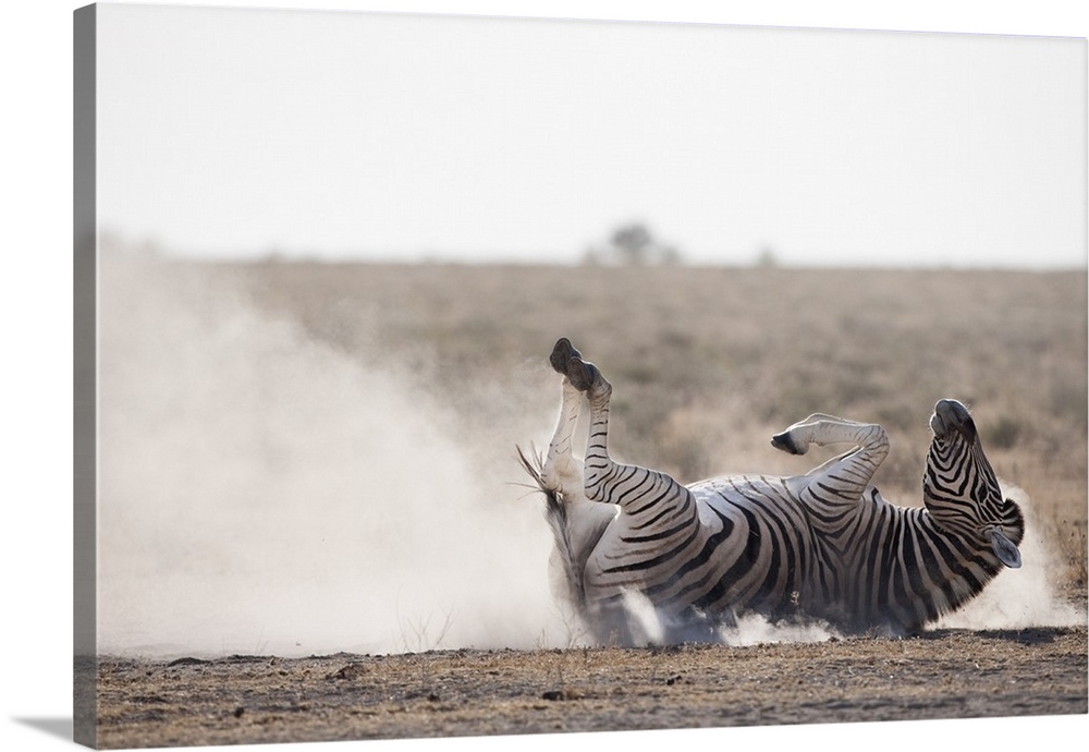Burchell's zebra, dust bathing, Etosha National Park, Namibia, Africa